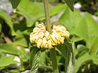 Phlomis Russeliana (fam. Labiees) (03) (Photo F. Mrugala)